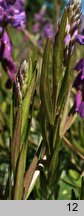 Polygala comosa (krzyżownica czubata)