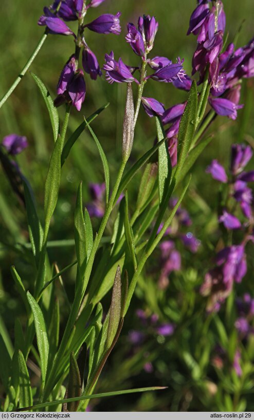 Polygala comosa (krzyżownica czubata)