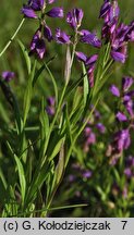 Polygala comosa (krzyżownica czubata)