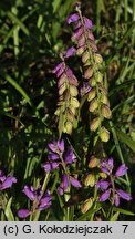 Polygala comosa (krzyżownica czubata)