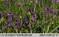 Polygala comosa (krzyżownica czubata)