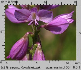 Polygala comosa (krzyżownica czubata)