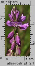 Polygala comosa (krzyżownica czubata)