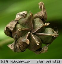 Butomus umbellatus (łączeń baldaszkowy)