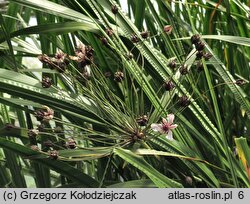 Butomus umbellatus (łączeń baldaszkowy)