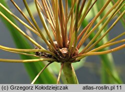 Butomus umbellatus (łączeń baldaszkowy)