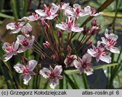 Butomus umbellatus (łączeń baldaszkowy)