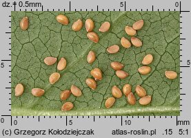 Linum catharticum (len przeczyszczający)