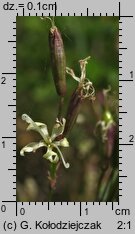 Silene tatarica (lepnica tatarska)