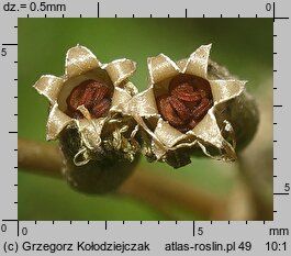 Silene tatarica (lepnica tatarska)