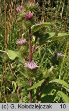 Arctium minus (łopian mniejszy)