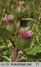 Arctium minus (łopian mniejszy)