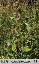 Arctium minus (łopian mniejszy)