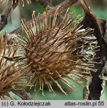 Arctium minus (łopian mniejszy)