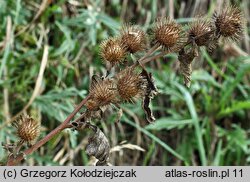 Arctium minus (łopian mniejszy)