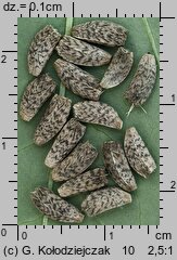Arctium minus (łopian mniejszy)