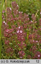 Thymus pulegioides (macierzanka zwyczajna)