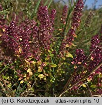 Thymus pulegioides (macierzanka zwyczajna)
