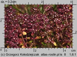 Thymus pulegioides (macierzanka zwyczajna)