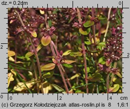 Thymus pulegioides (macierzanka zwyczajna)