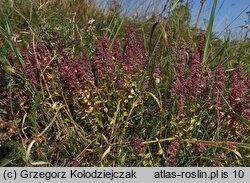 Thymus pulegioides (macierzanka zwyczajna)