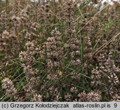Thymus pulegioides (macierzanka zwyczajna)