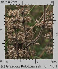 Thymus pulegioides (macierzanka zwyczajna)