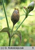 Melandrium rubrum (bniec czerwony)