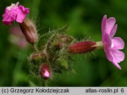 Melandrium rubrum (bniec czerwony)