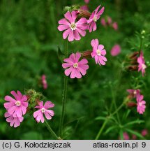 Melandrium rubrum (bniec czerwony)