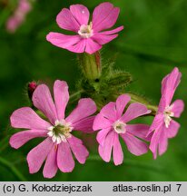 Melandrium rubrum (bniec czerwony)