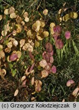 Lunaria annua (miesiącznica roczna)