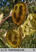 Lunaria annua (miesiącznica roczna)