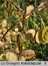 Lunaria annua (miesiącznica roczna)