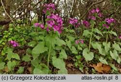 Lunaria annua (miesiącznica roczna)