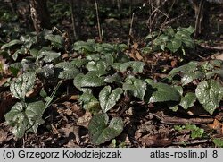 Lunaria annua (miesiącznica roczna)