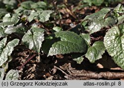 Lunaria annua (miesiącznica roczna)