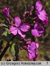 Lunaria annua (miesiącznica roczna)