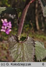 Lunaria annua (miesiącznica roczna)