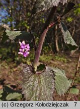 Lunaria annua (miesiącznica roczna)