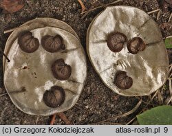 Lunaria annua (miesiącznica roczna)