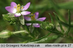Spergularia salina (muchotrzew solniskowy)