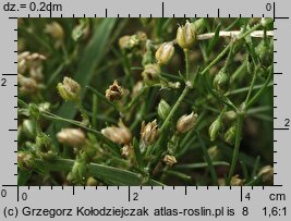 Spergularia salina (muchotrzew solniskowy)