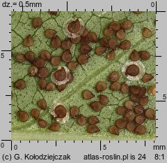 Spergularia salina (muchotrzew solniskowy)