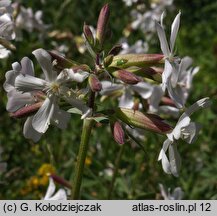 Saponaria officinalis (mydlnica lekarska)