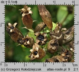 Saponaria officinalis (mydlnica lekarska)