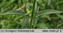 Saponaria officinalis (mydlnica lekarska)