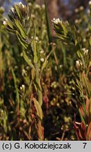 Lithospermum arvense (nawrot polny)