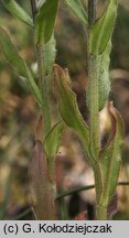 Lithospermum arvense (nawrot polny)