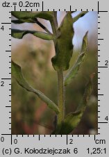 Lithospermum arvense (nawrot polny)